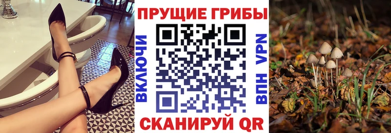 как найти   кракен как зайти  Галлюциногенные грибы Cubensis  Лысьва 